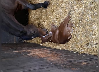 Duitse rijpony, Hengst, 3 Jaar, 140 cm, Vos