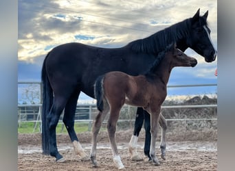 Duitse rijpony, Hengst, 3 Jaar, 142 cm, Bruin