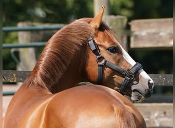 Duitse rijpony, Hengst, 3 Jaar, 143 cm, Vos