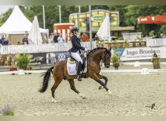 Duitse rijpony, Hengst, 3 Jaar, 144 cm, Bruin