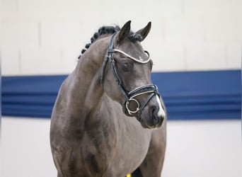 Duitse rijpony, Hengst, 3 Jaar, 144 cm, Falbe