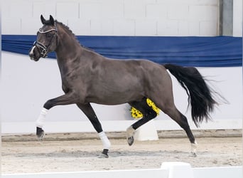 Duitse rijpony, Hengst, 3 Jaar, 144 cm, Falbe