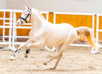 Duitse rijpony, Hengst, 3 Jaar, 144 cm, Perlino