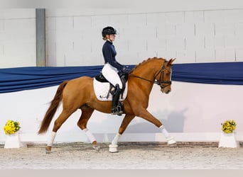 Duitse rijpony, Hengst, 3 Jaar, 144 cm, Vos