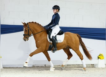 Duitse rijpony, Hengst, 3 Jaar, 144 cm, Vos