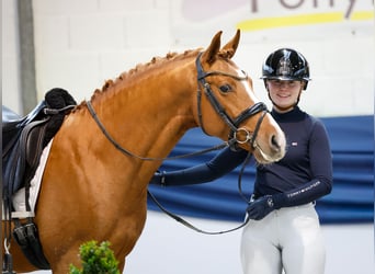 Duitse rijpony, Hengst, 3 Jaar, 144 cm, Vos