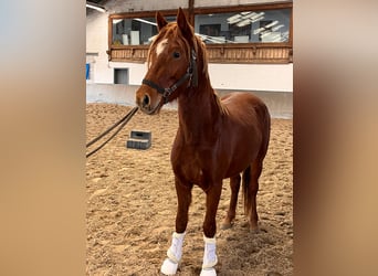 Duitse rijpony, Hengst, 3 Jaar, 144 cm, Vos