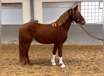 Duitse rijpony, Hengst, 3 Jaar, 144 cm, Vos