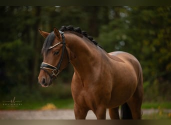 Duitse rijpony, Hengst, 3 Jaar, 145 cm, Bruin