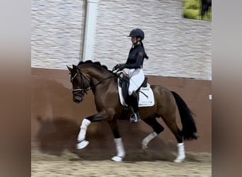 Duitse rijpony, Hengst, 3 Jaar, 145 cm, Bruin