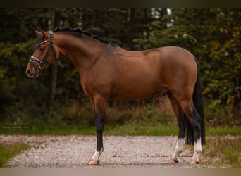 Duitse rijpony, Hengst, 3 Jaar, 145 cm, Bruin