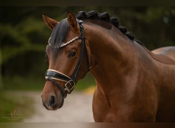 Duitse rijpony, Hengst, 3 Jaar, 145 cm, Bruin