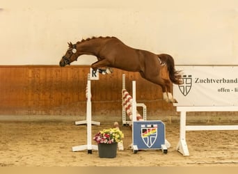 Duitse rijpony, Hengst, 3 Jaar, 145 cm, Donkere-vos