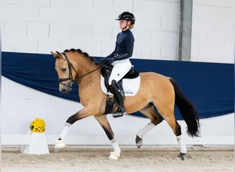 Duitse rijpony, Hengst, 3 Jaar, 145 cm, Falbe