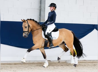 Duitse rijpony, Hengst, 3 Jaar, 145 cm, Falbe
