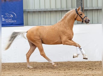 Duitse rijpony, Hengst, 3 Jaar, 145 cm, Palomino