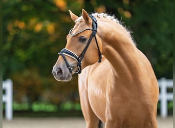 Duitse rijpony, Hengst, 3 Jaar, 145 cm, Palomino