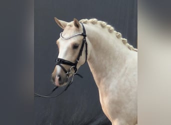 Duitse rijpony, Hengst, 3 Jaar, 145 cm, Palomino
