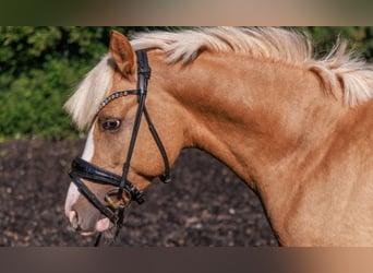 Duitse rijpony, Hengst, 3 Jaar, 145 cm, Palomino