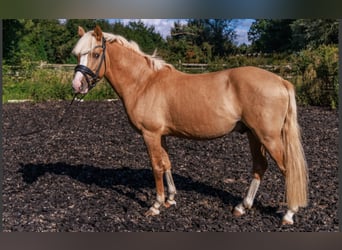 Duitse rijpony, Hengst, 3 Jaar, 145 cm, Palomino