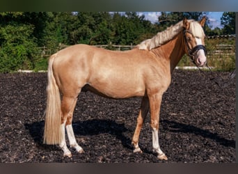 Duitse rijpony, Hengst, 3 Jaar, 145 cm, Palomino