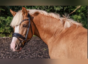 Duitse rijpony, Hengst, 3 Jaar, 145 cm, Palomino