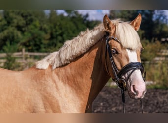 Duitse rijpony, Hengst, 3 Jaar, 145 cm, Palomino