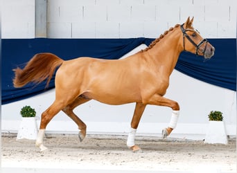 Duitse rijpony, Hengst, 3 Jaar, 145 cm, Vos