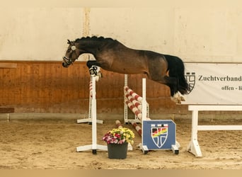 Duitse rijpony, Hengst, 3 Jaar, 146 cm, Buckskin