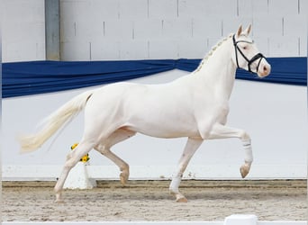 Duitse rijpony, Hengst, 3 Jaar, 146 cm, Cremello