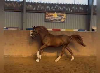 Duitse rijpony, Hengst, 3 Jaar, 146 cm, Donkere-vos