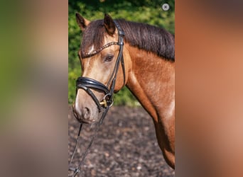Duitse rijpony, Hengst, 3 Jaar, 146 cm, Falbe