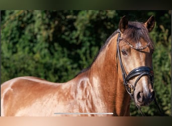 Duitse rijpony, Hengst, 3 Jaar, 146 cm, Falbe