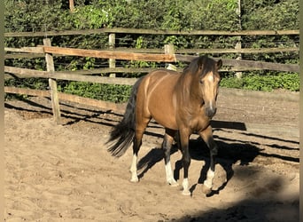 Duitse rijpony, Hengst, 3 Jaar, 146 cm, Falbe