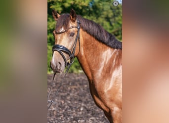 Duitse rijpony, Hengst, 3 Jaar, 146 cm, Falbe