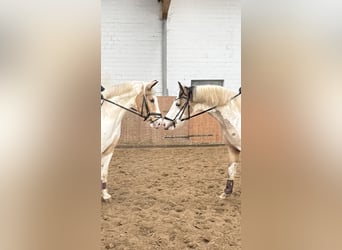 Duitse rijpony, Hengst, 3 Jaar, 146 cm, Gevlekt-paard