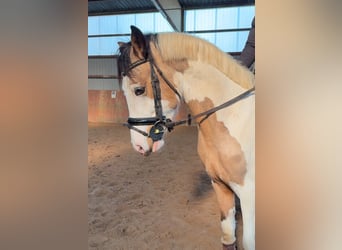 Duitse rijpony, Hengst, 3 Jaar, 146 cm, Gevlekt-paard