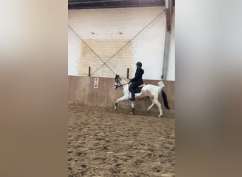 Duitse rijpony, Hengst, 3 Jaar, 146 cm, Gevlekt-paard