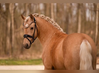 Duitse rijpony, Hengst, 3 Jaar, 146 cm, Palomino