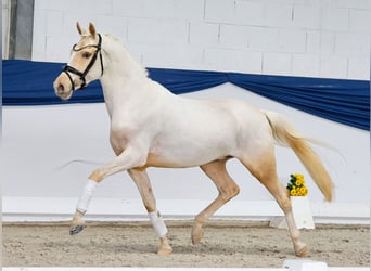 Duitse rijpony, Hengst, 3 Jaar, 146 cm, Palomino