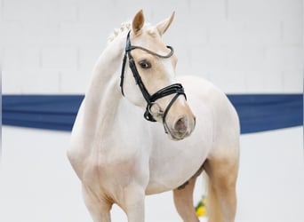 Duitse rijpony, Hengst, 3 Jaar, 146 cm, Palomino