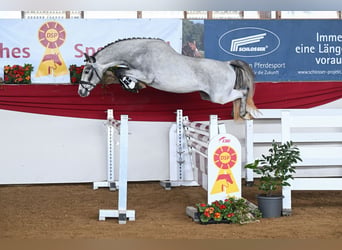 Duitse rijpony, Hengst, 3 Jaar, 146 cm, Schimmel