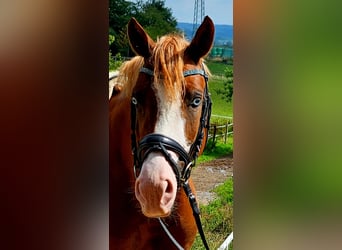 Duitse rijpony, Hengst, 3 Jaar, 146 cm, Vos