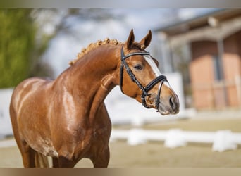 Duitse rijpony, Hengst, 3 Jaar, 146 cm, Vos