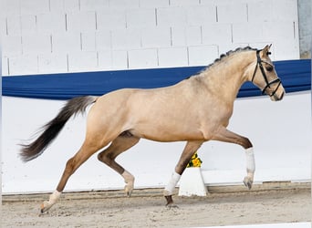 Duitse rijpony, Hengst, 3 Jaar, 147 cm, Falbe