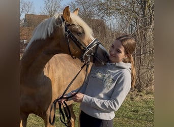Duitse rijpony, Hengst, 3 Jaar, 147 cm, Palomino