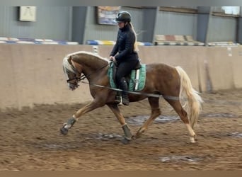 Duitse rijpony, Hengst, 3 Jaar, 147 cm, Palomino