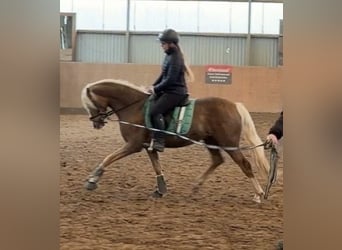 Duitse rijpony, Hengst, 3 Jaar, 147 cm, Palomino