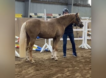 Duitse rijpony, Hengst, 3 Jaar, 147 cm, Palomino
