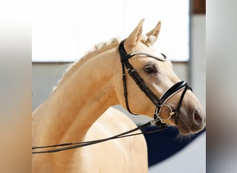 Duitse rijpony, Hengst, 3 Jaar, 147 cm, Palomino